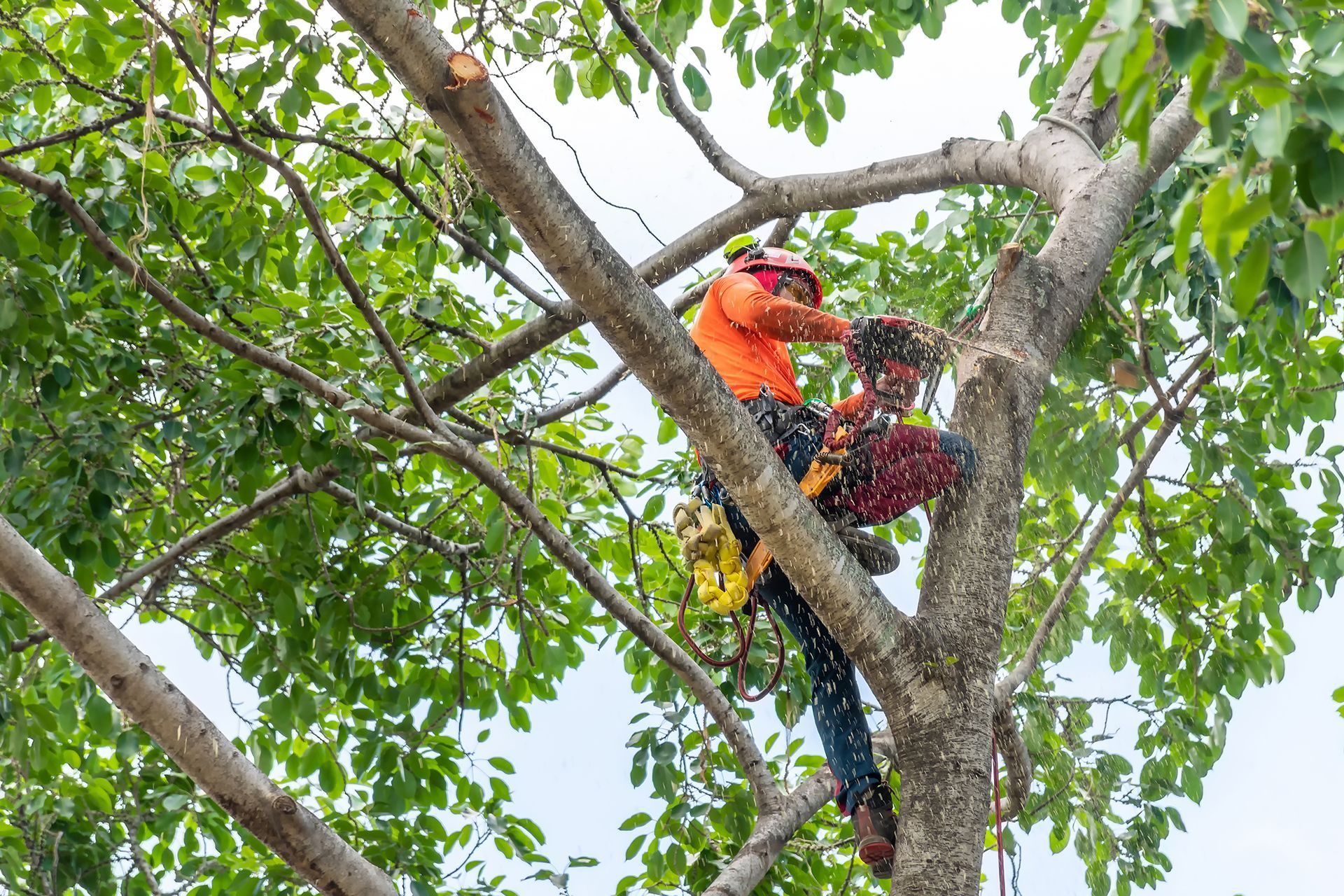Man Cutting Tree With a Chainsaw