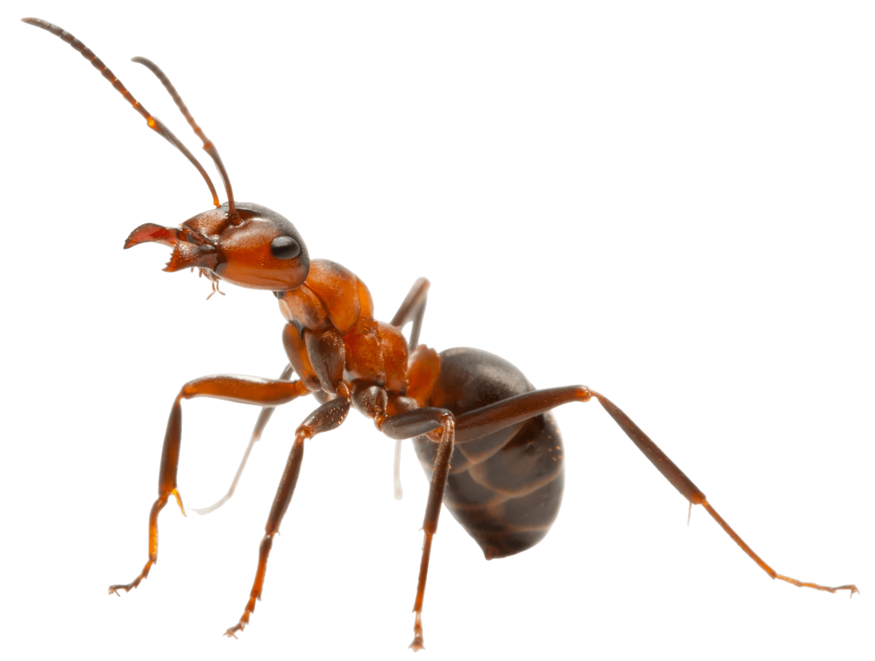 Red and black ant with open mandibles, looking to the left. Red and black ant with open mandibles, looking to the left.