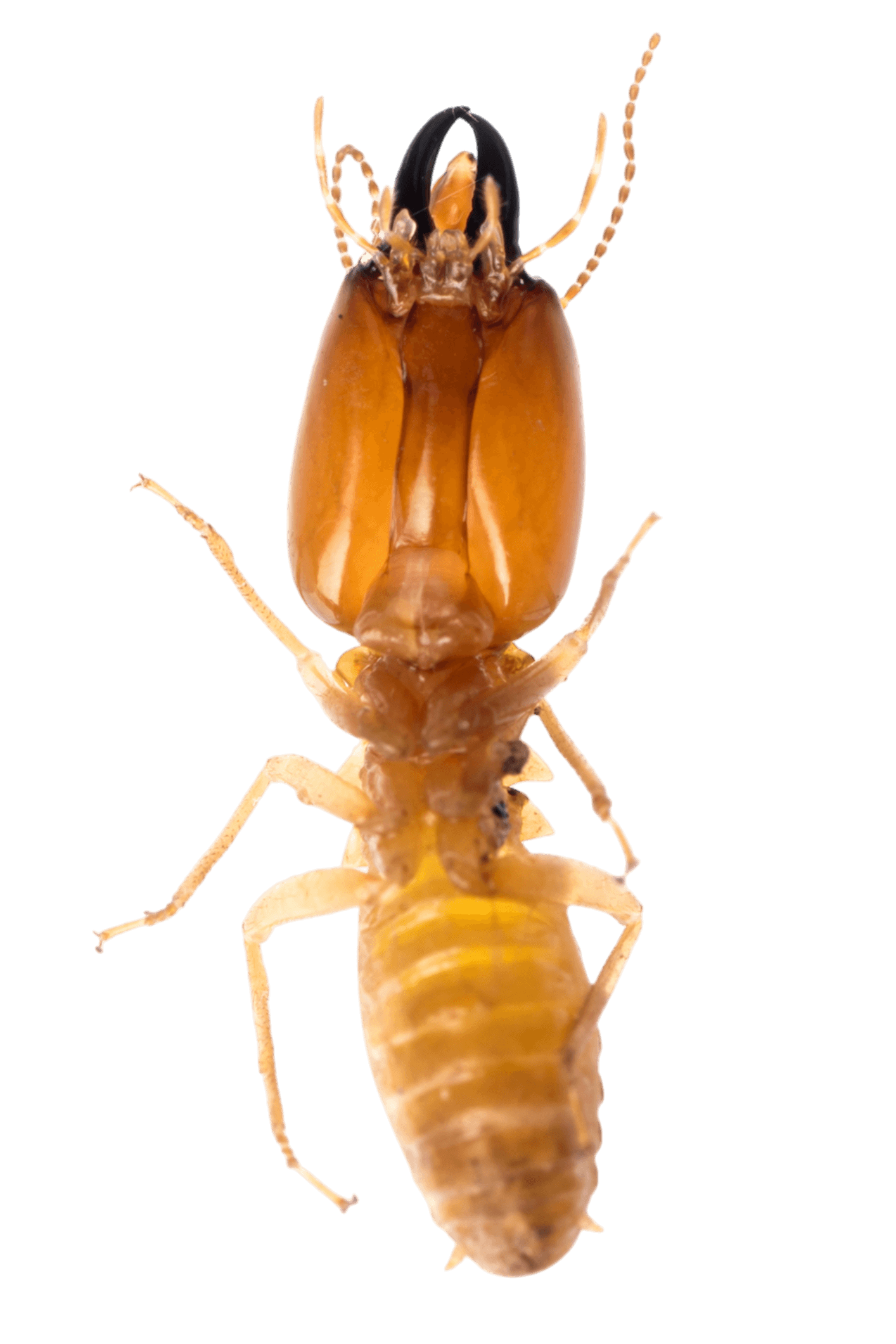 Termite, viewed from above, with brown body and black head. Termite, viewed from above, with brown body and black head.