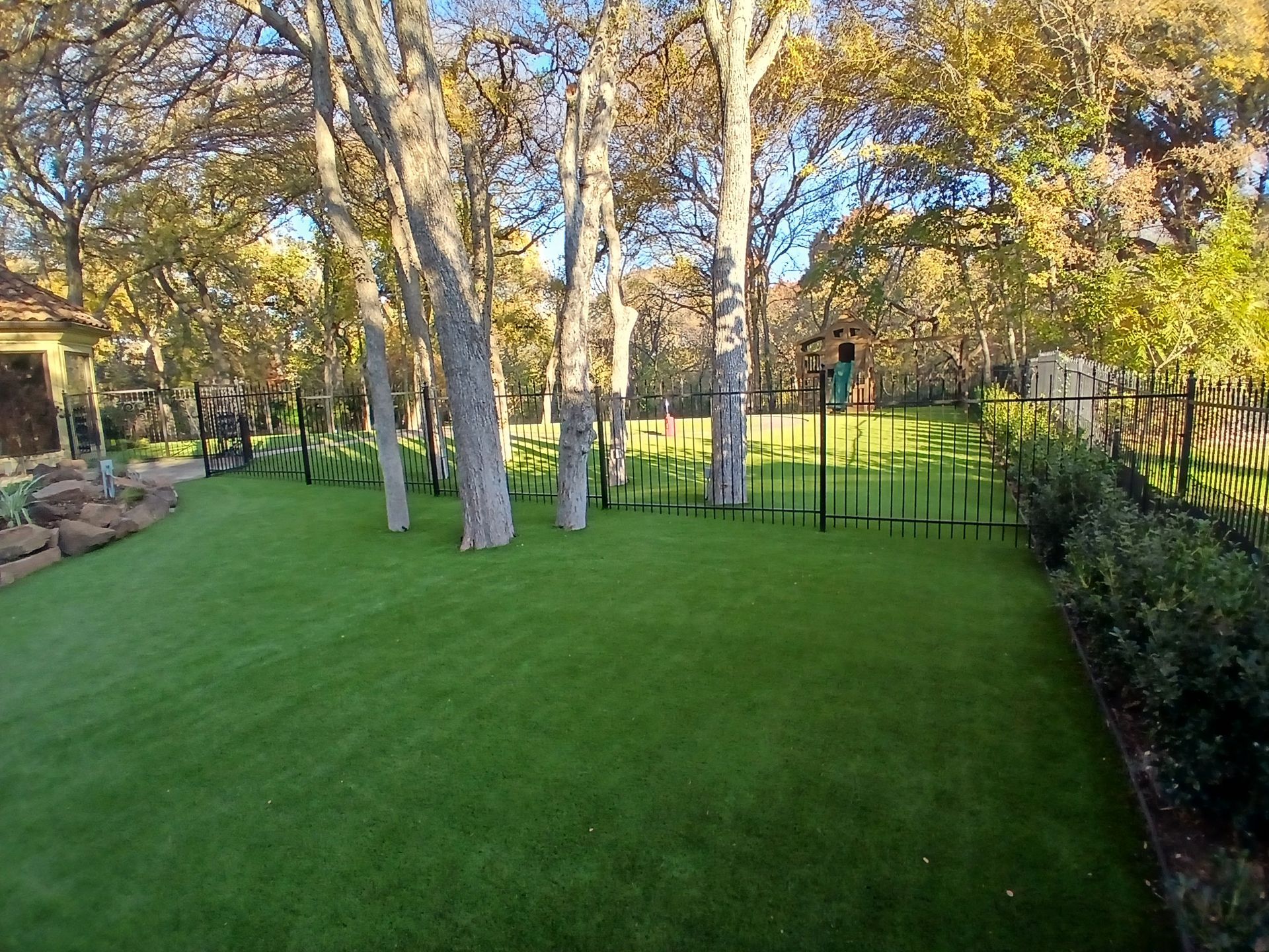Backyard lawn with white trees, black fence, and shrubs in warm sunlight