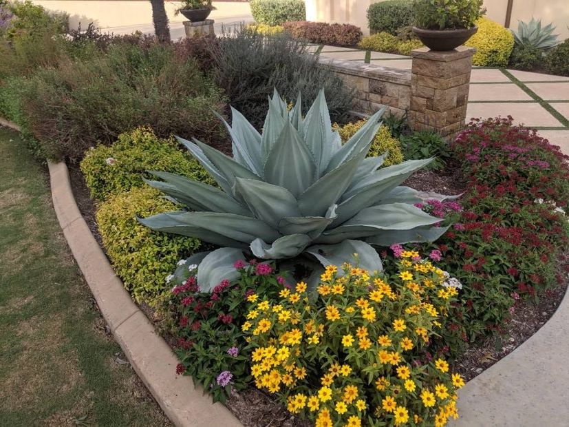 Desert landscaping with a large agave and bright yellow flowers along a curved stone border