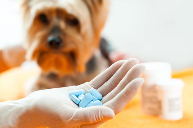 farmaci veterinari