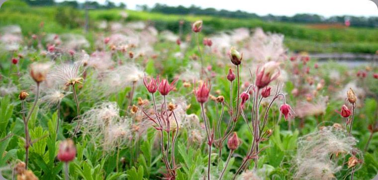 hearty, beautiful native plants