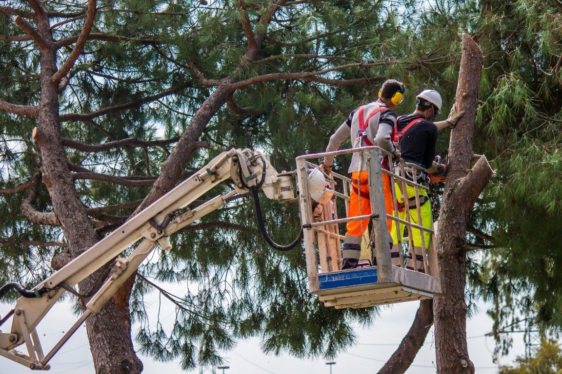 An image of Tree Trimming Services in Avon, CT