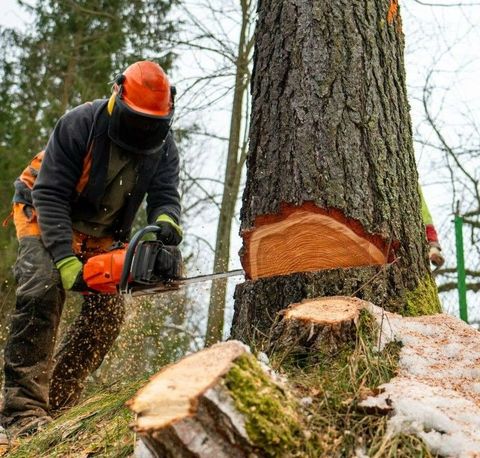 An image of Tree Removal Services in Avon, CT