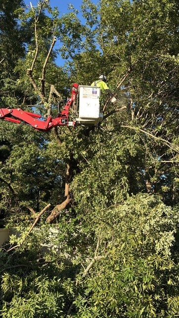 tree trimming
