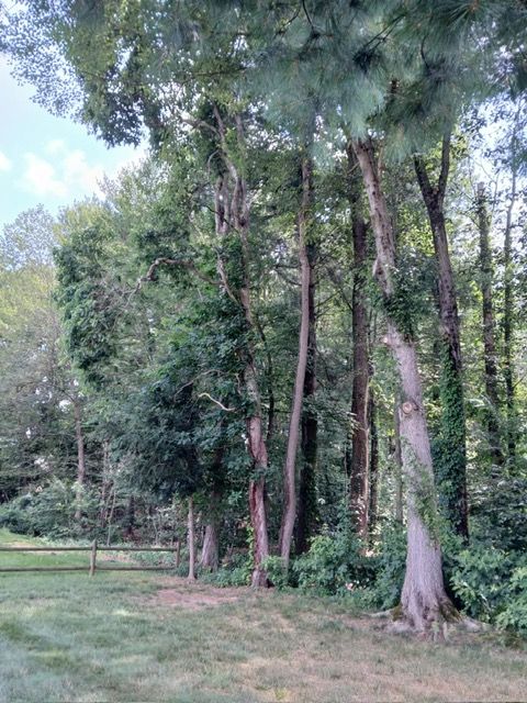 tree risks