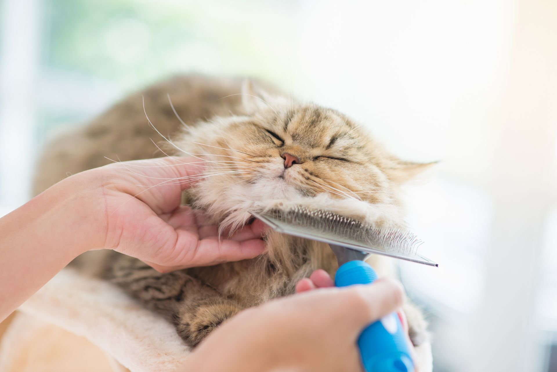 Person brushing a fluffy, light brown cat with a blue handled comb; the cat is closing its eyes.
