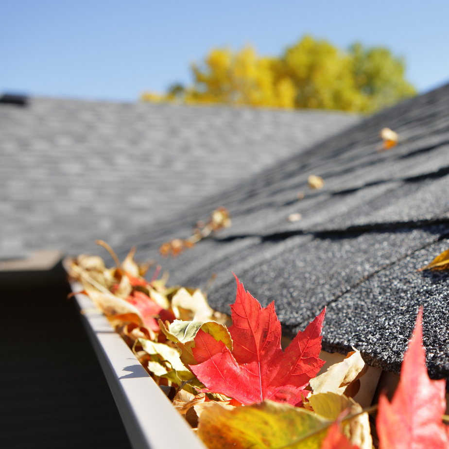 Autumn leaves in a rain gutter along a shingled roof