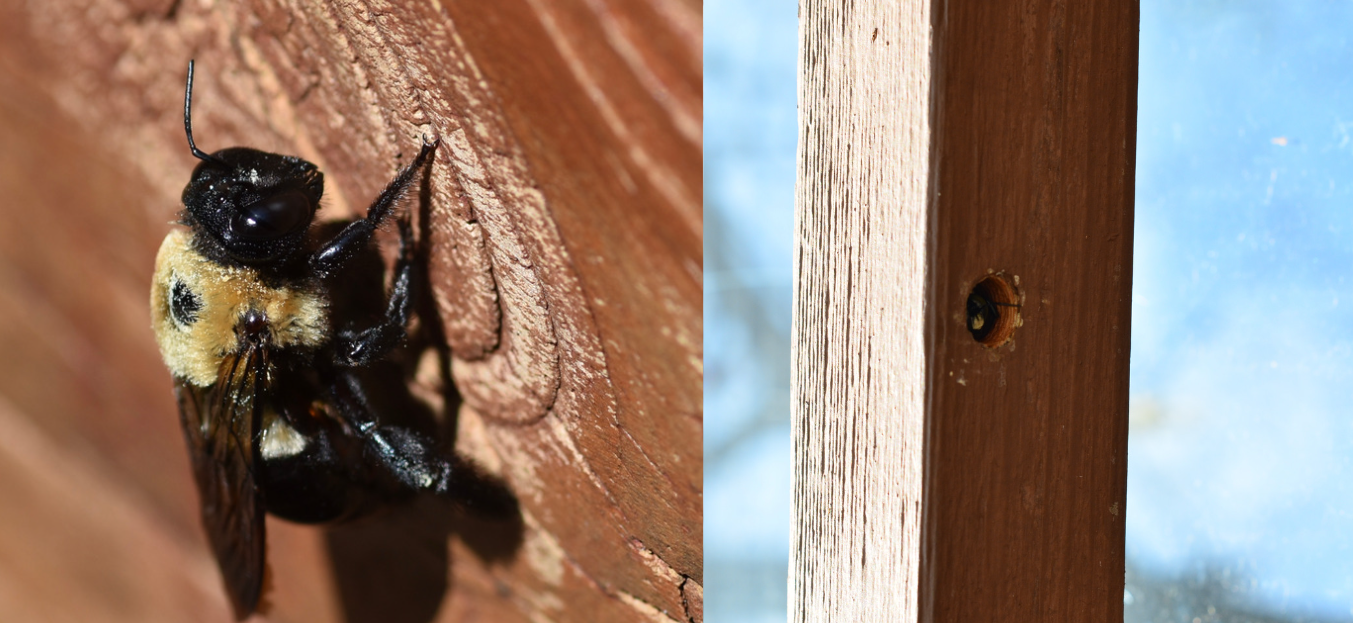Carpenter bee damage to wood Carpenter bee damage to wood