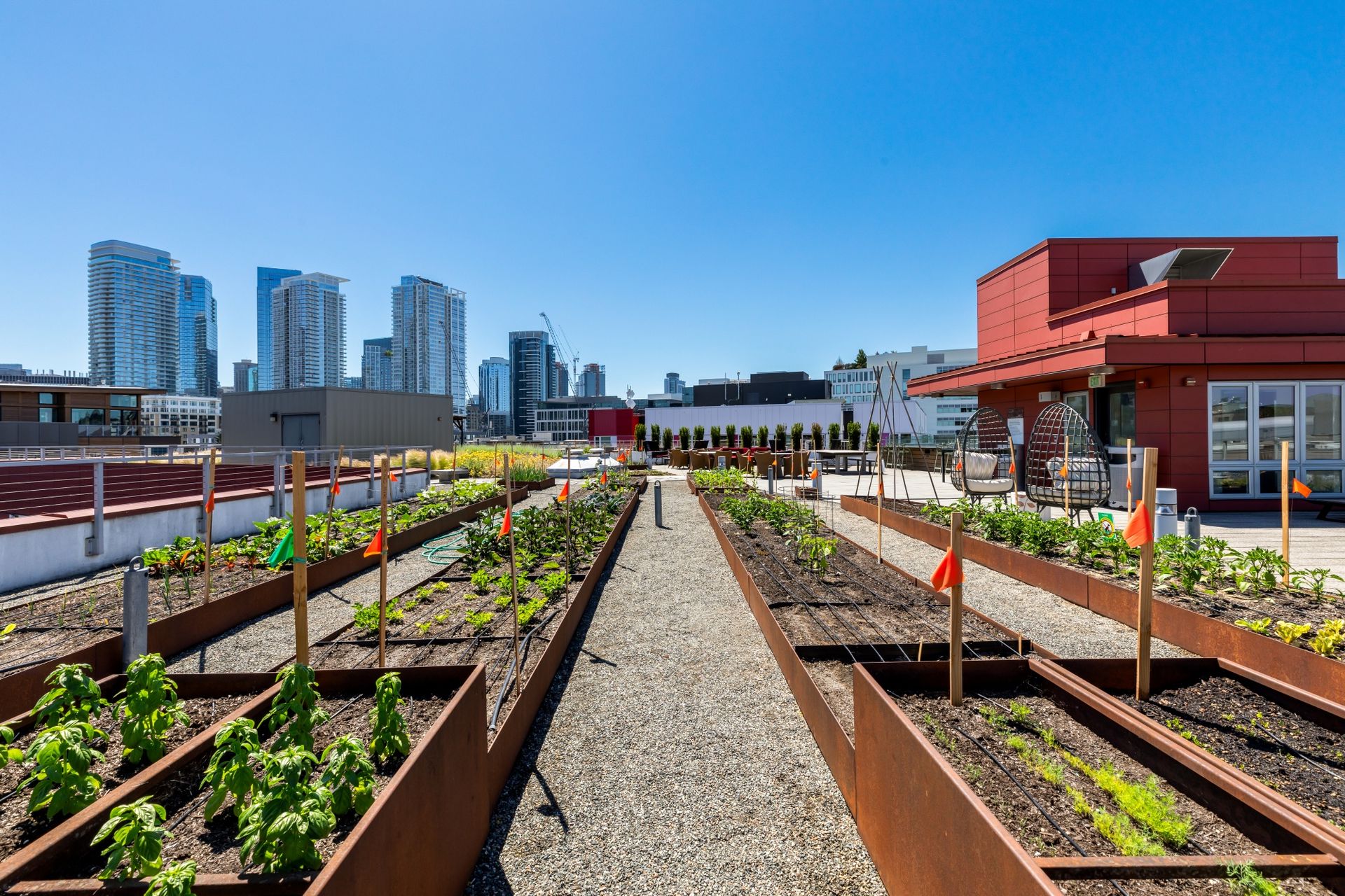 A rooftop garden with a city skyline in the background