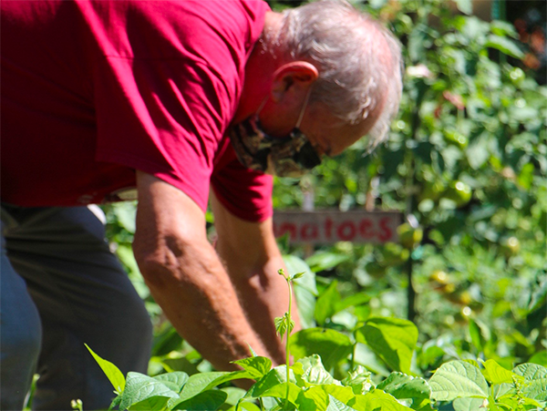 robert picking beans