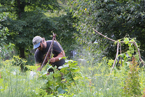 Image of a gardener wearing a hat setting up a trellis