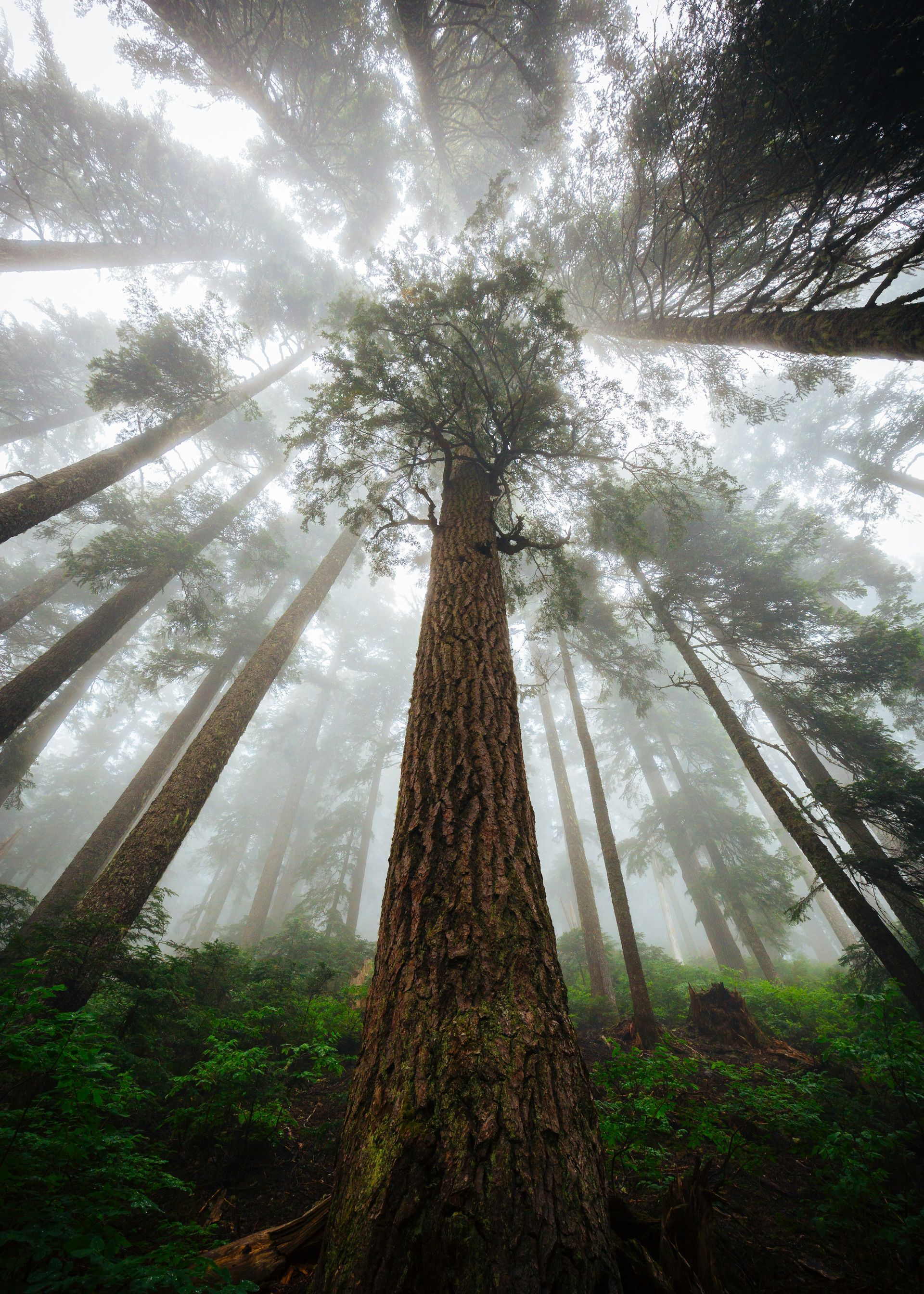The sun is shining through the trees in a foggy forest.