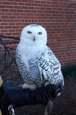 Snowy Owl Ella 4379 Snowy Owl Ella 4379