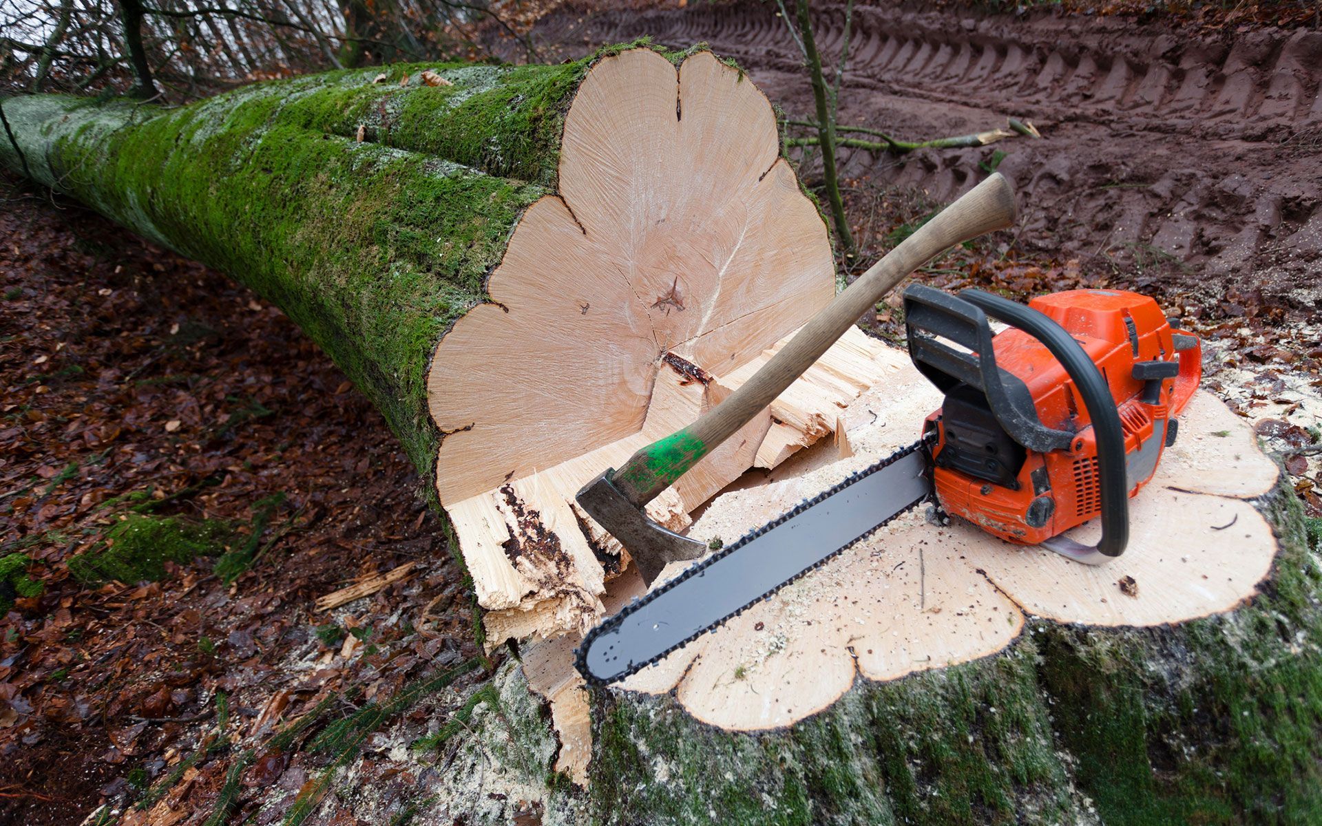 A chainsaw is sitting on top of a tree stump.