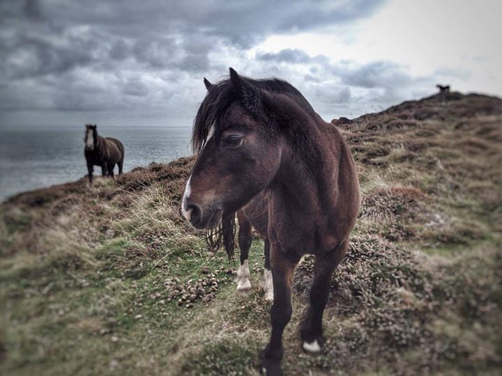 Wild ponies in the mountains