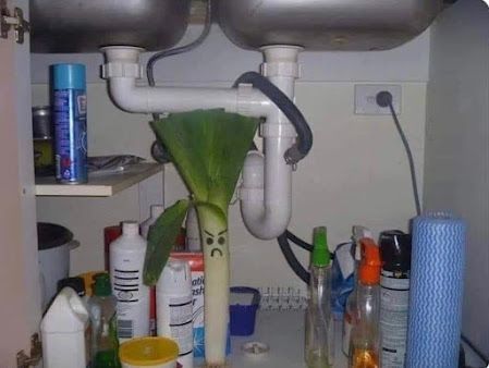 A kitchen sink with a plant growing out of it