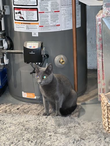 A gray cat is sitting in front of a water heater.
