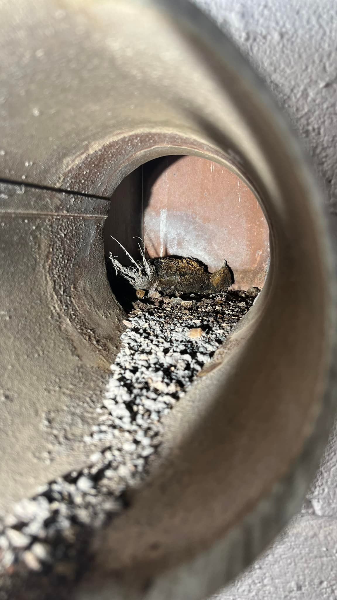 A close up of a pipe with a bug in it.
