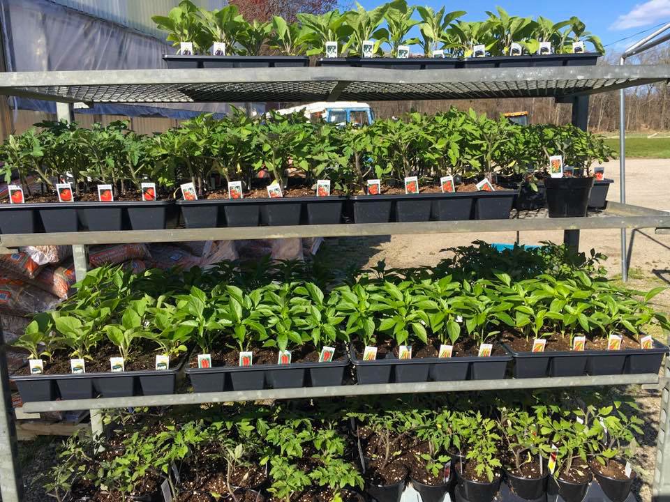 Fairfield Farms & Greenhouses Fairfield, NJ (973) 2271011