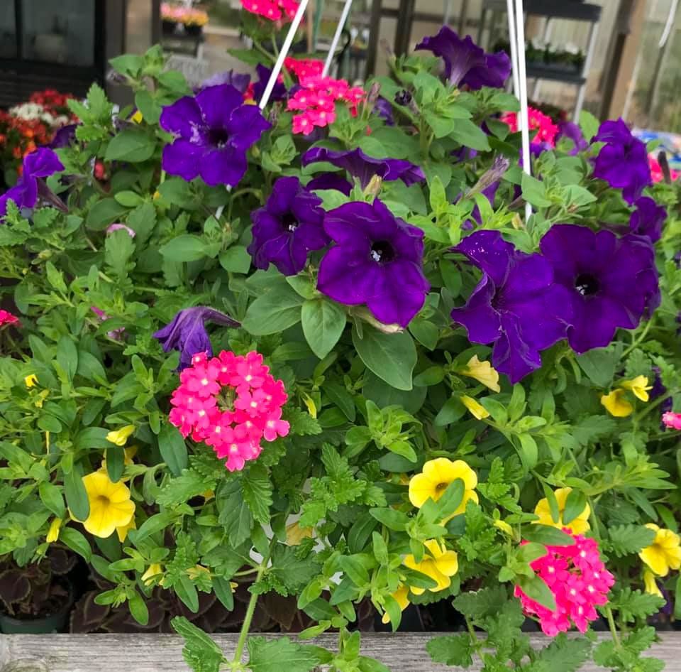 potted flowers