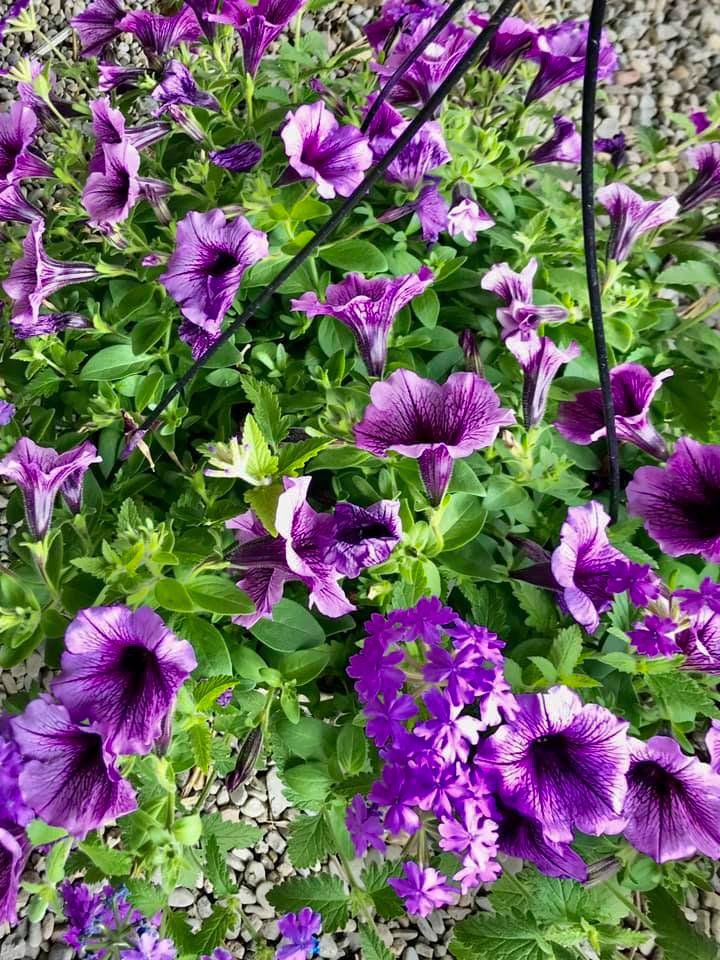 potted flowers
