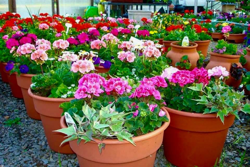 potted flowers