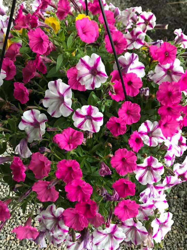 potted flowers