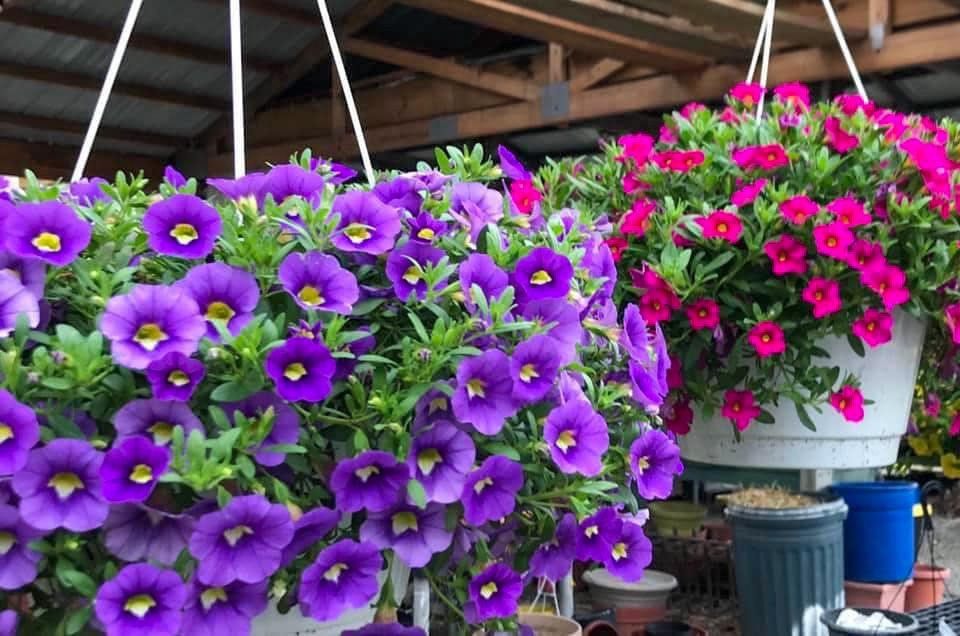 potted flowers