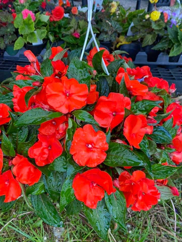 potted flowers