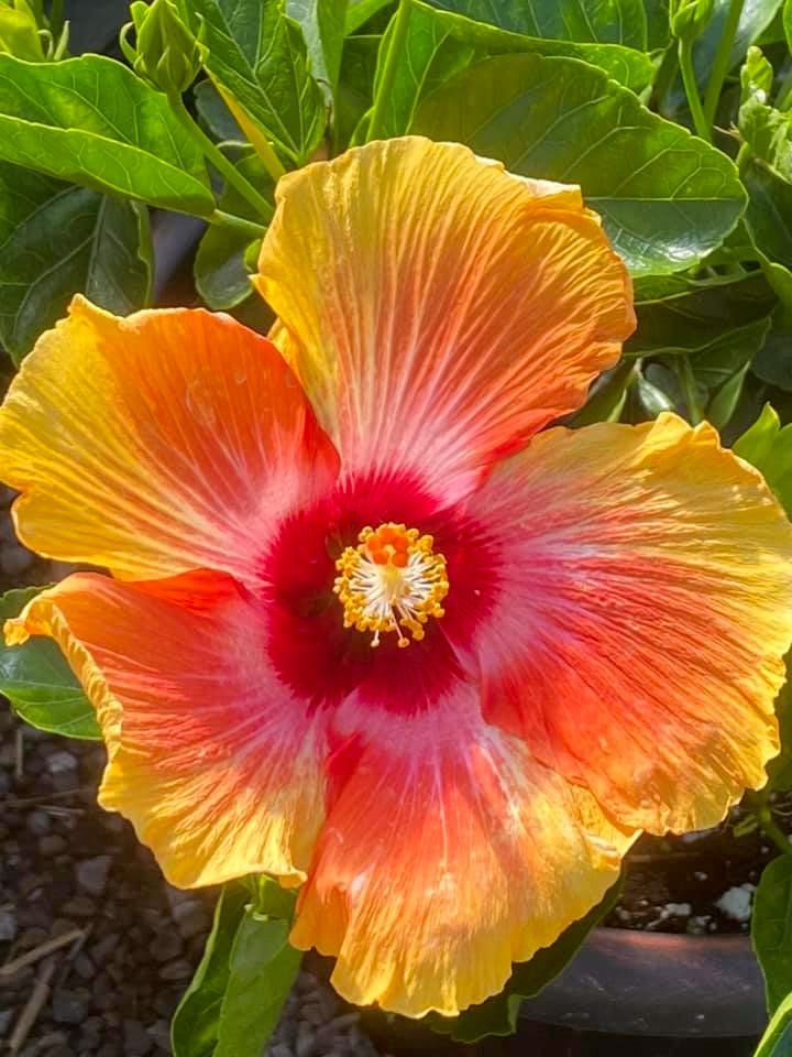 potted flowers