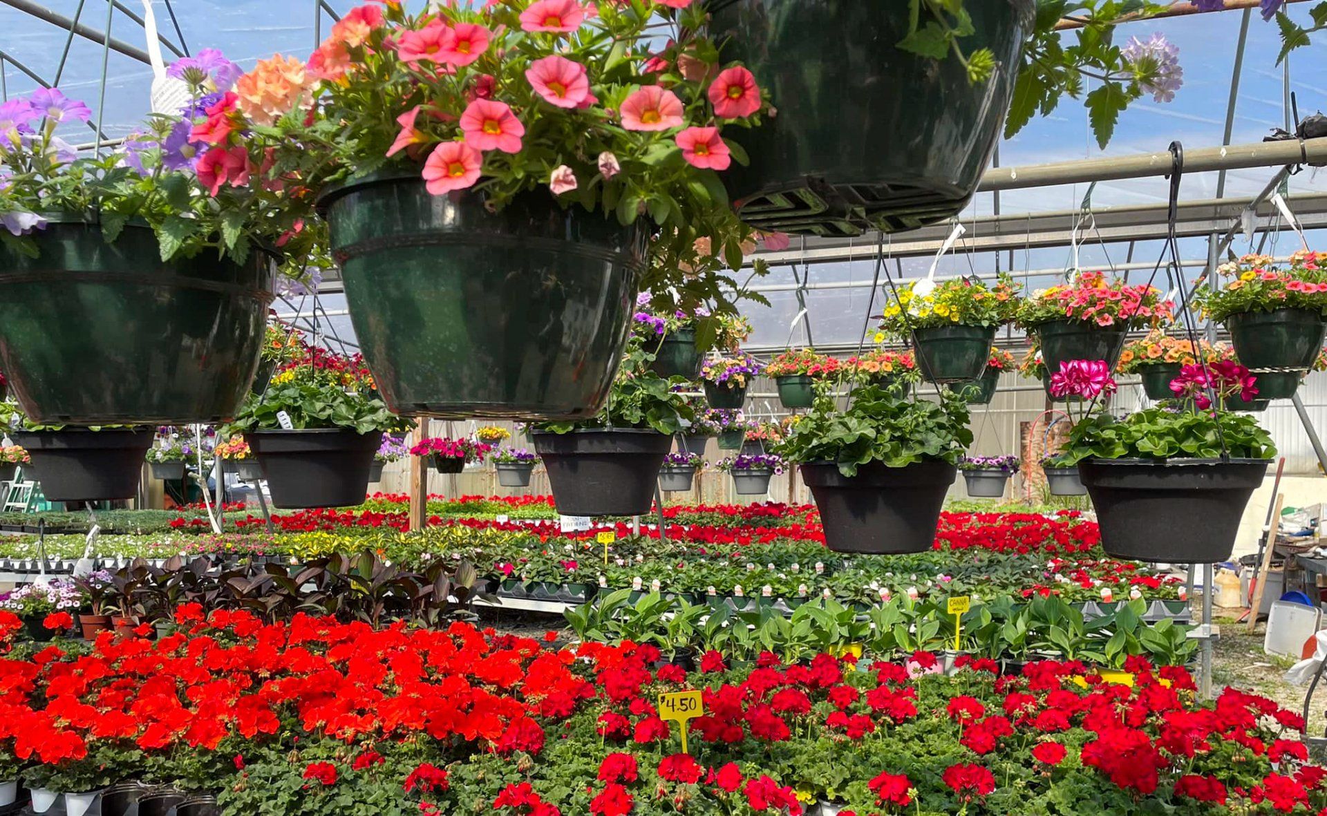 potted flowers