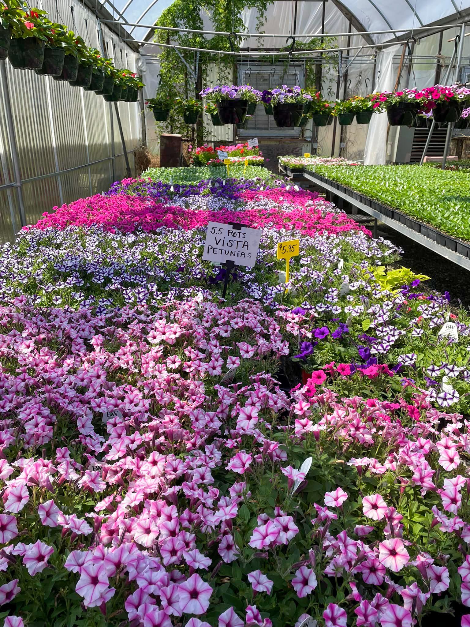 potted flowers