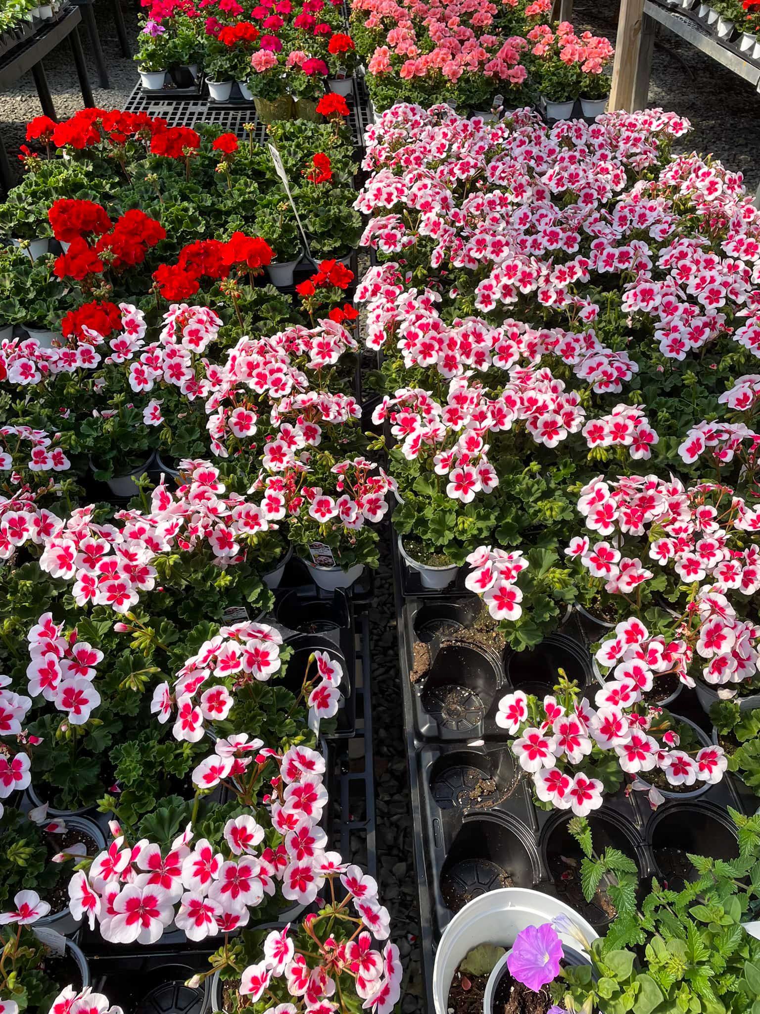 potted flowers