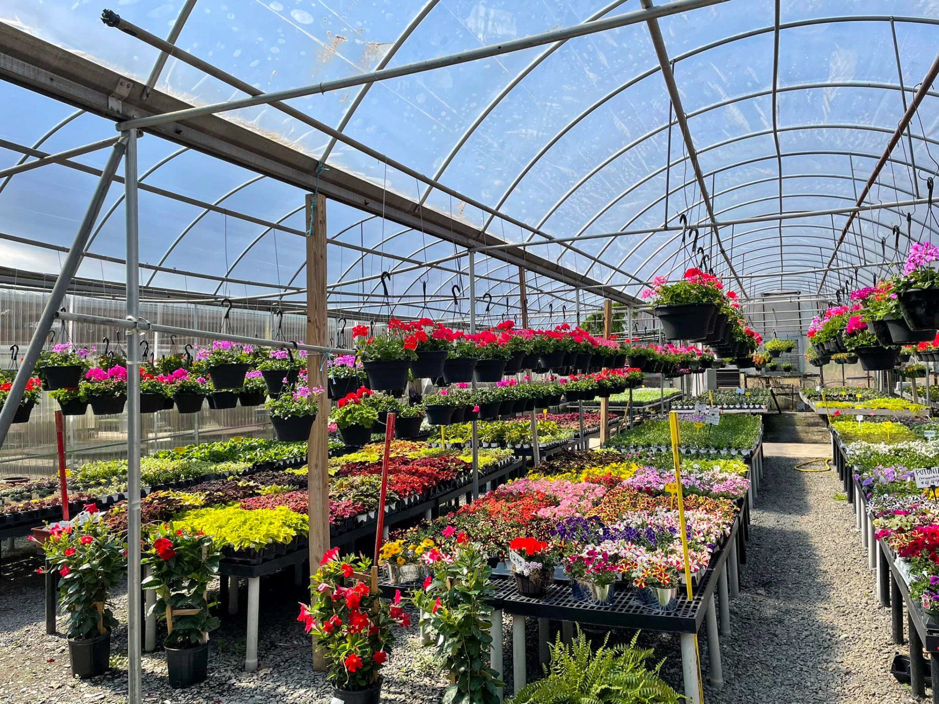 potted flowers