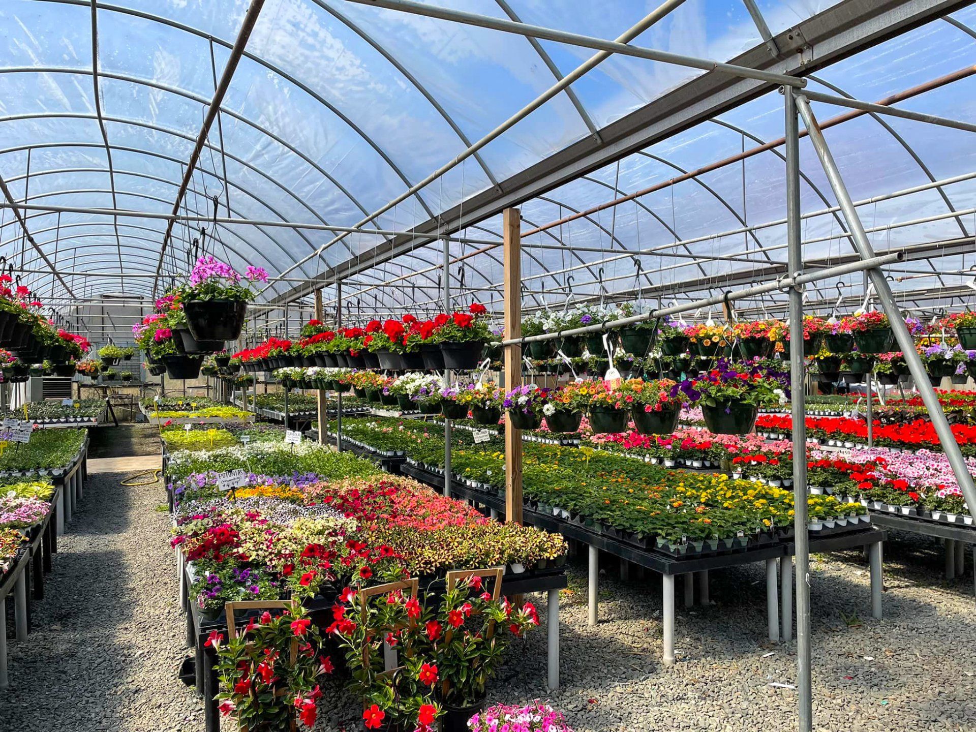 potted flowers