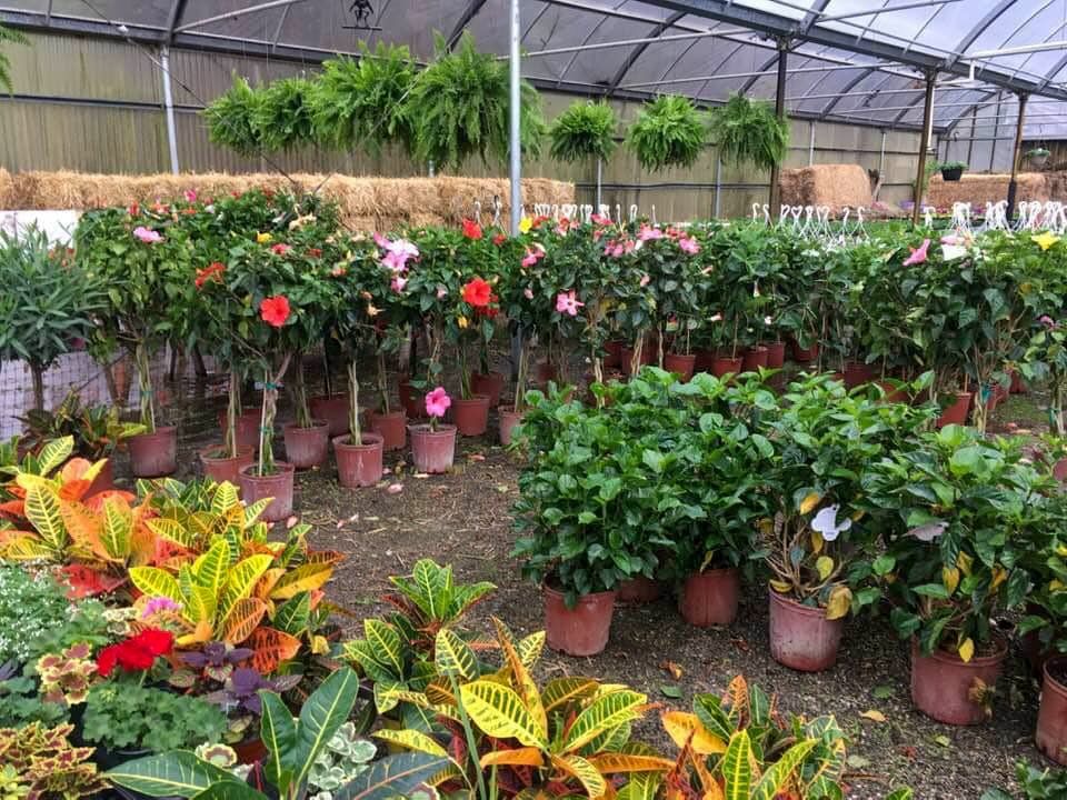 potted flowers