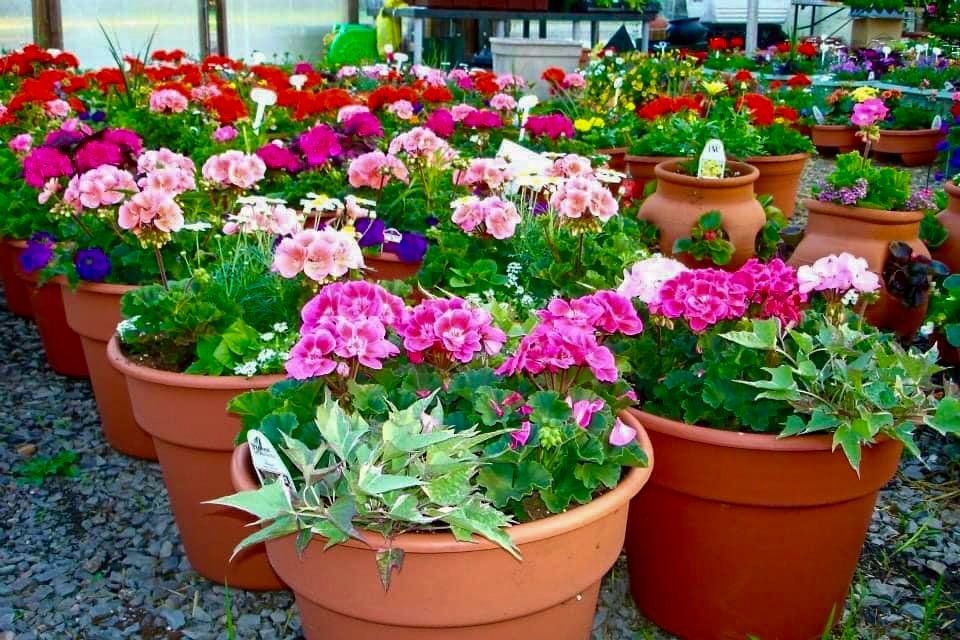 potted flowers