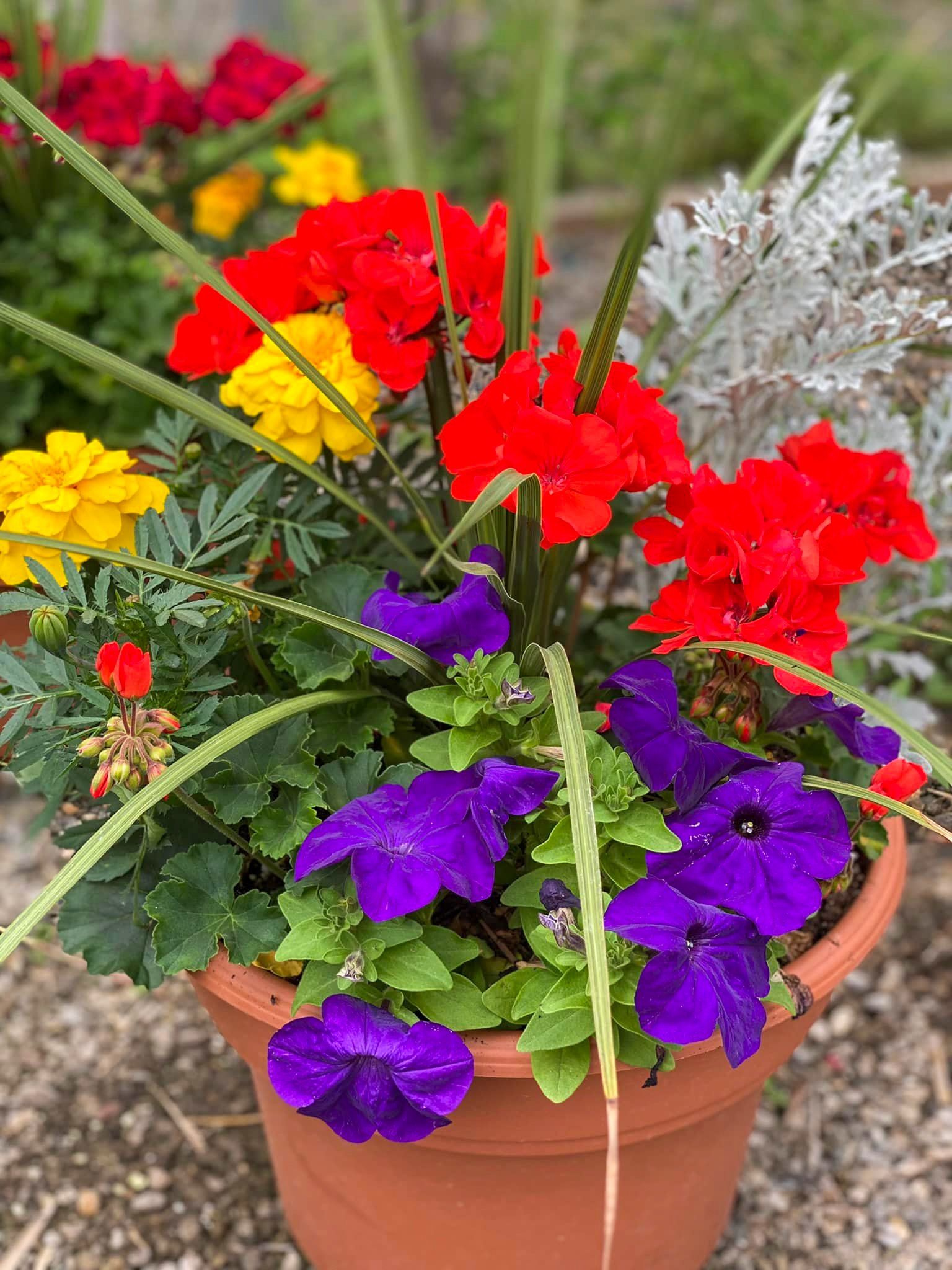 potted flowers