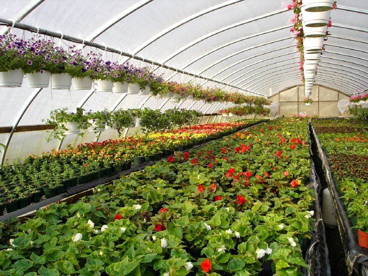 potted flowers