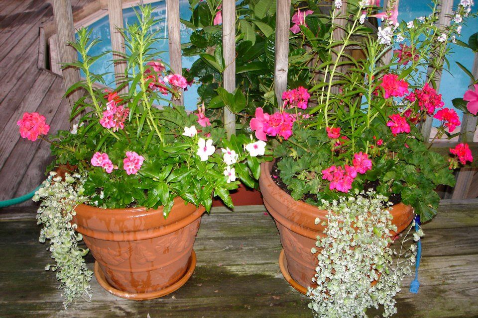 potted flowers