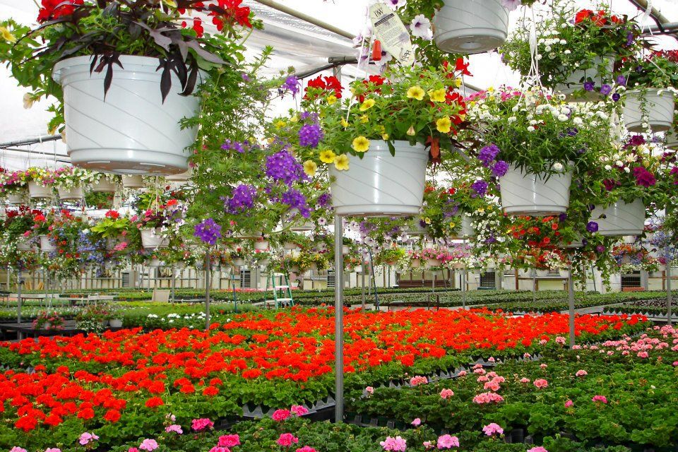 potted flowers