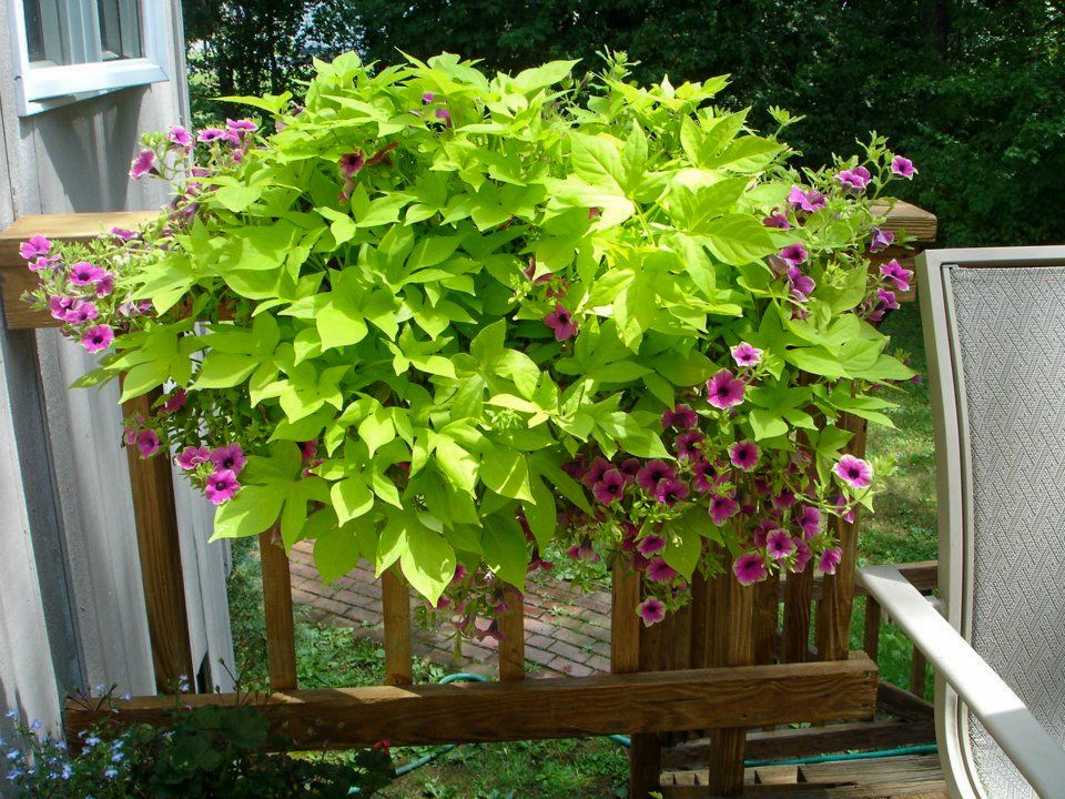 potted flowers