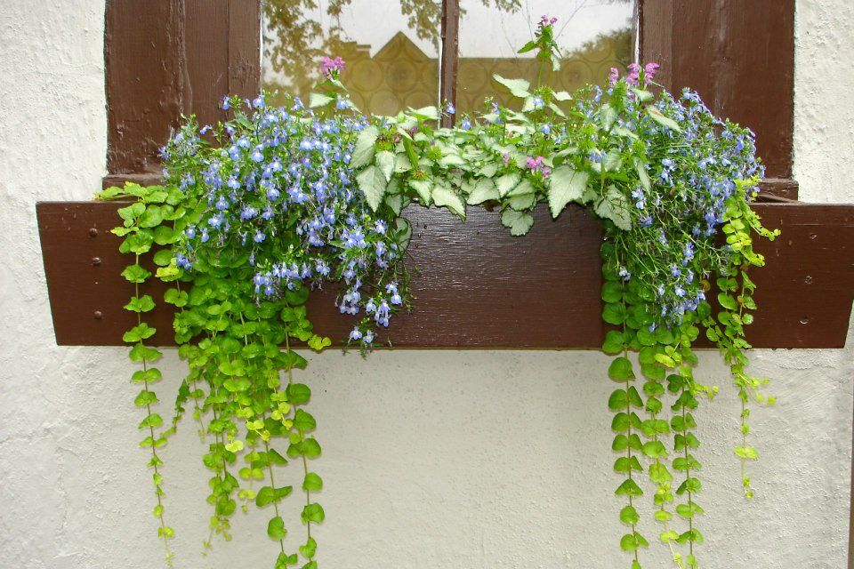 potted flowers