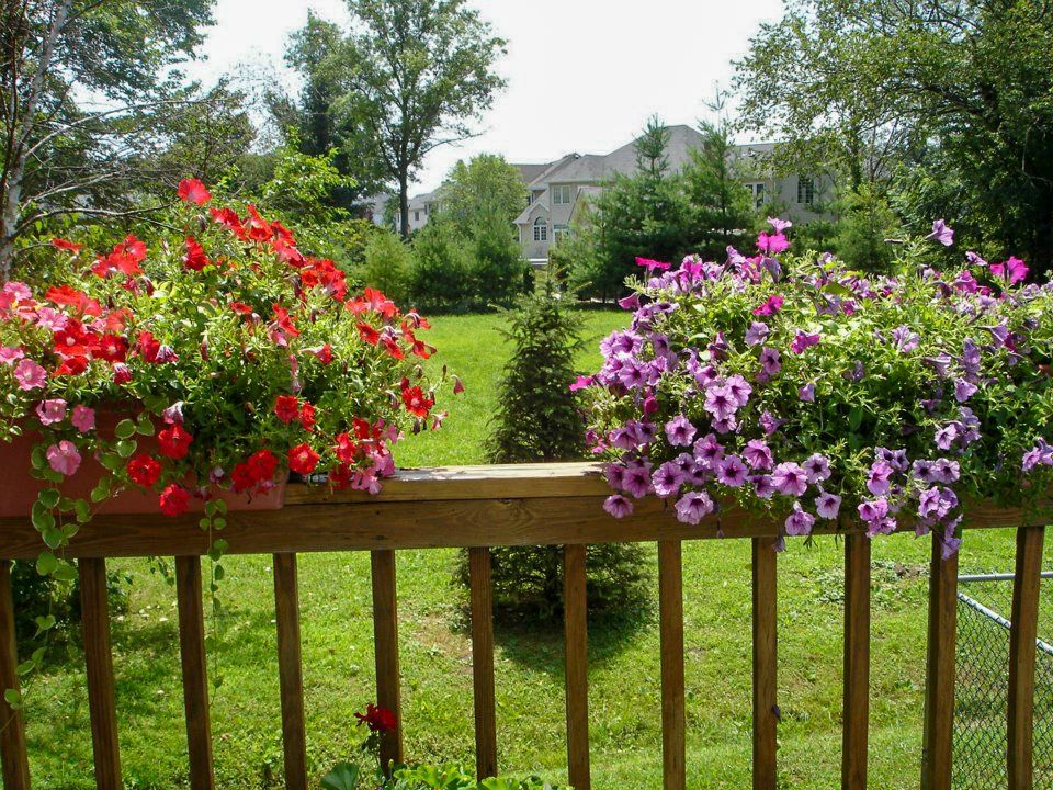 potted flowers