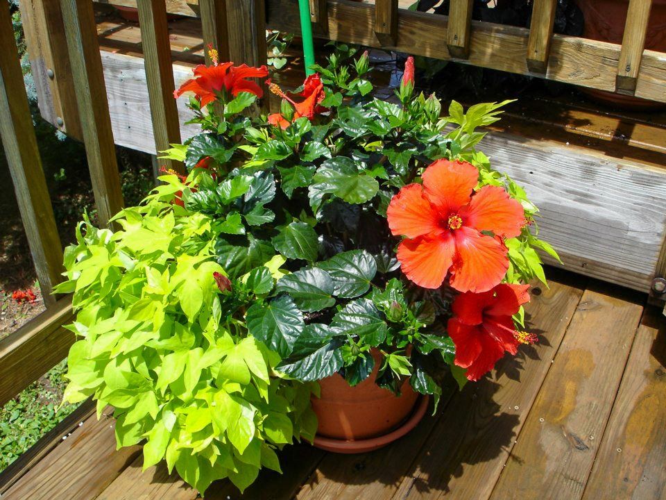 potted flowers