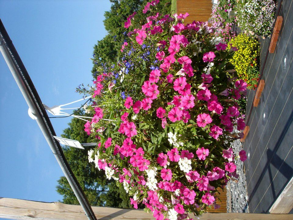 potted flowers