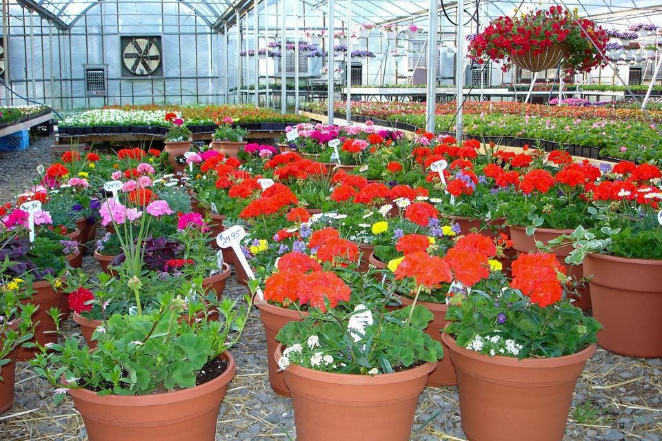 potted flowers