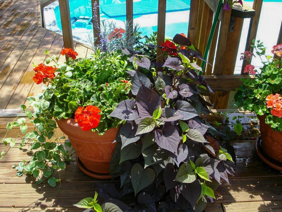potted flowers